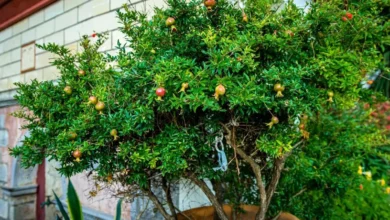 Imagem de uma pé de romã plantado em um vaso!