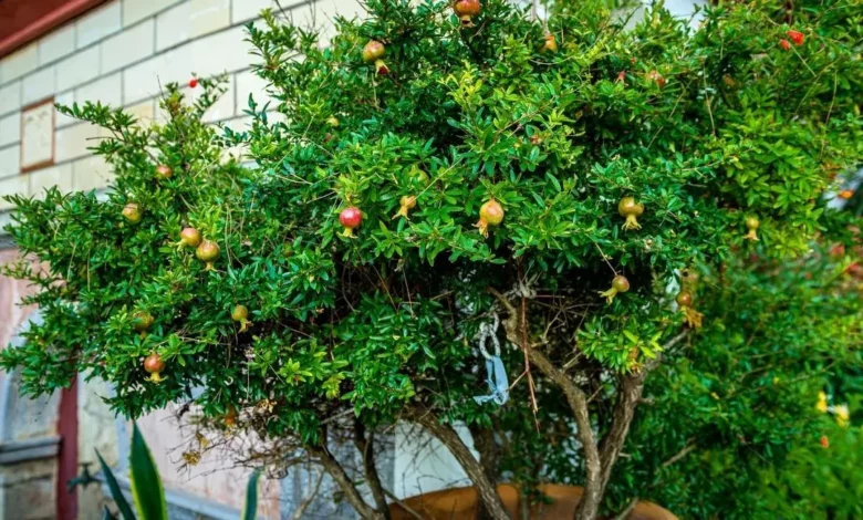 Imagem de uma pé de romã plantado em um vaso!