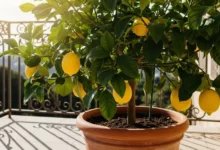 Como cultivar frutíferas em vasos