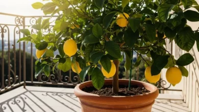 Como cultivar frutíferas em vasos