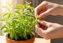 Aprenda como plantar stevia em casa - Mãos colhendo folhas frescas em um vaso de stevia bem cuidado em um ambiente iluminado.